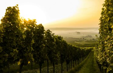 Church Road Winery, 150 Church Road, Taradale, Napier, Hawke’s Bay